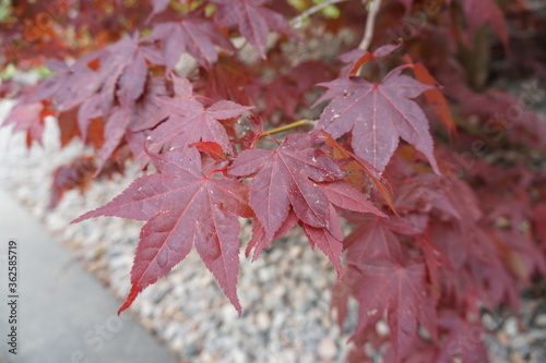 red maple leaves