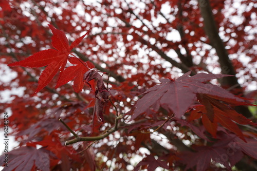 red maple leaves