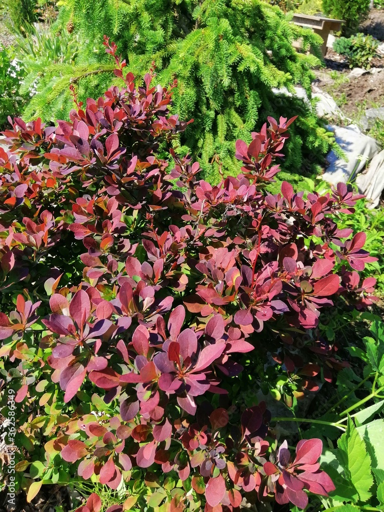 Naklejka premium Beautiful bright red and crimson branches of Barberry on a coniferous background