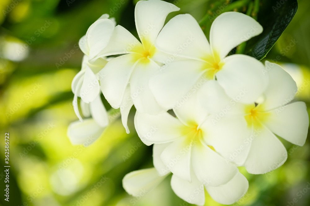 Concept nature of white leaf on blurred bokeh with copy space using as background natural, abstract background, greenery background, fresh wallpaper. Concept nature of white leaf on blurred bokeh with copy space using as background natural, abstract background, greenery background, fresh wallpaper.