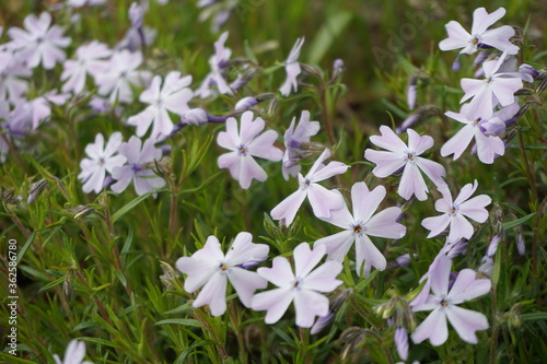 Phlox subulata