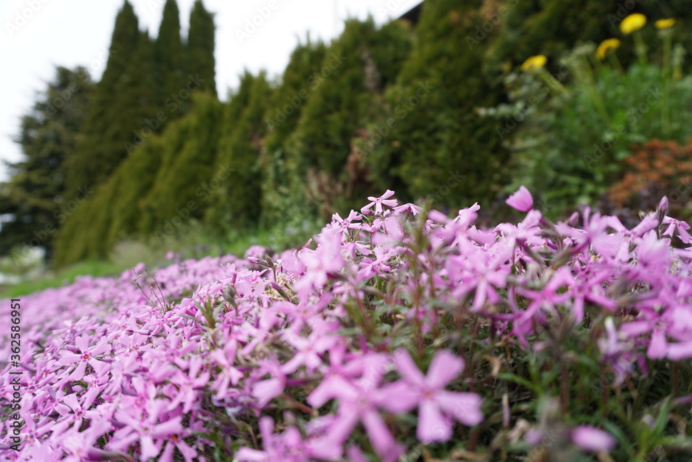 Obraz premium Phlox subulata in the garden