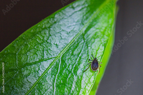 Macro shot of an Ixodid mite sitting on a green leaf.A dangerous parasite and vector of a deadly human infection encephalitis, tick-borne borreliosis (Lyme disease) photo