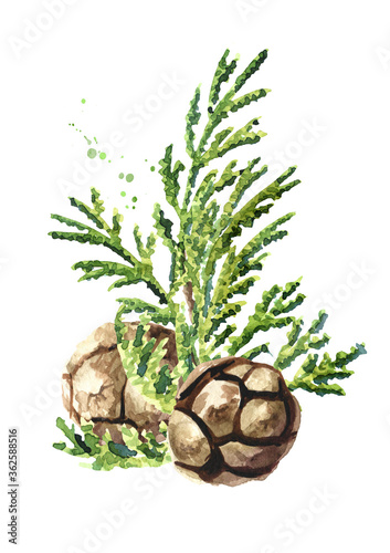 Cypress branch with needles and cones, Hand drawn watercolor illustration isolated on white background