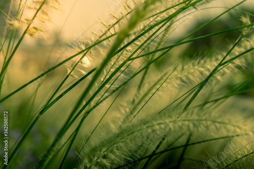 African foxtail or fountain flower like long grass blooming with sunlight. Cenchrus ciliaris a deep-rooted grass and tolerates drought found in the region of hotter and drier parts.