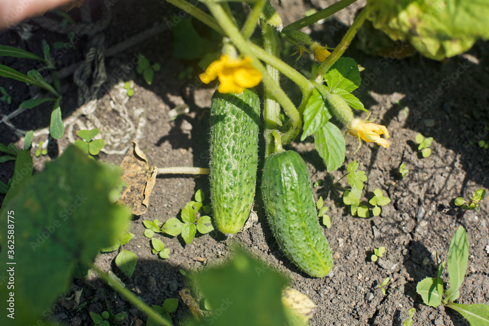 Obraz premium Cucumber growing in garden. Delicious ripe green cucumber growing in the garden