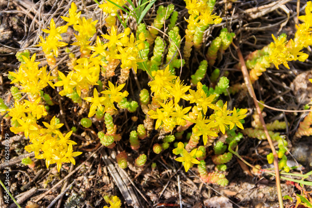 Goldmoss stonecrop flowers (Sedum acre) on meadow Goldmoss stonecrop flowers (Sedum acre) on meadow