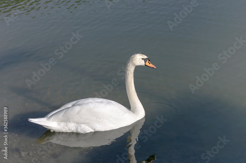 The white swan in the lake