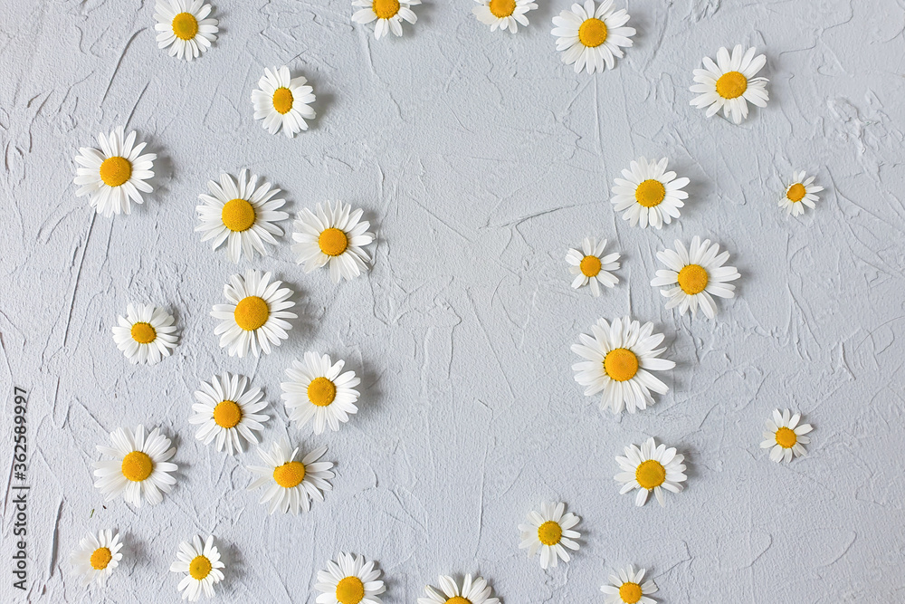 Naklejka Flowers composition. Chamomile flowers on a gray texture background. Product background for natural beauty and makeup cosmetics. Mockup of greeting card, top view.