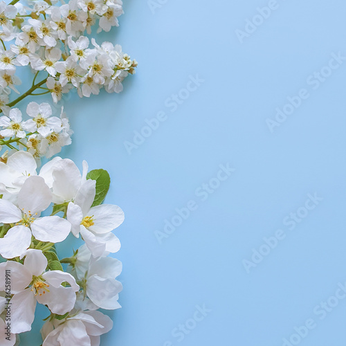 Flowers composition. Frame made of white flowers on powder blue background. Flat lay, top view, square, copy space.