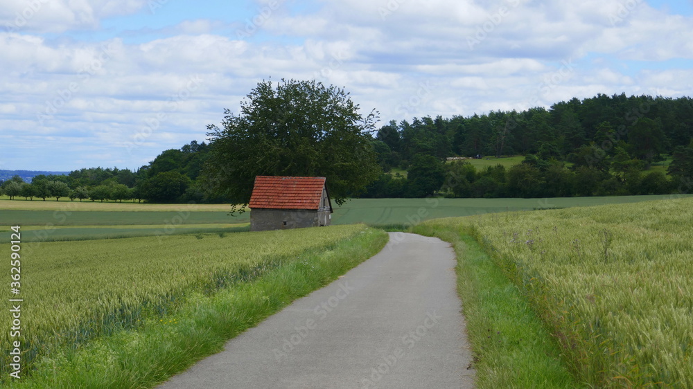 Obraz premium Wander- und Radweg im Heckengäu mit Getreidefeldern, Baum und Scheune