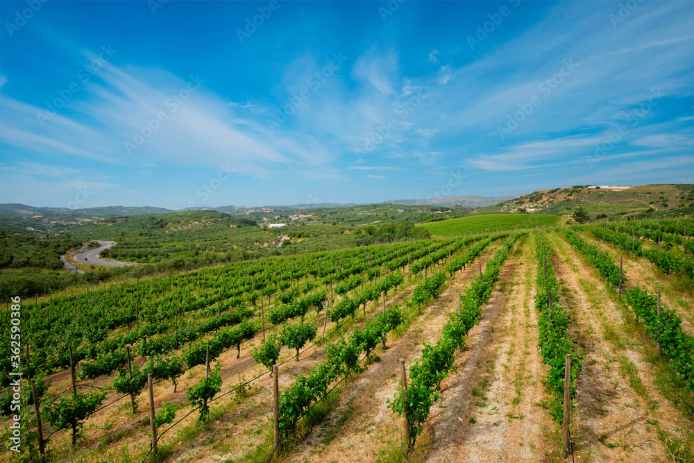 Wineyard with grape rows. Crete island, Greece