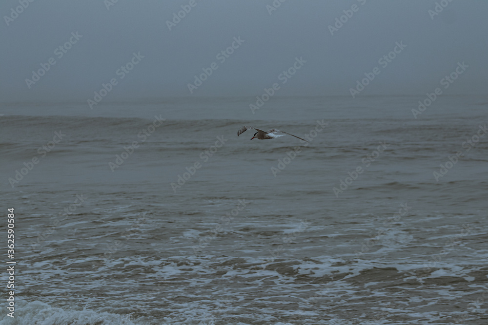 seagulls on the beach seagulls on the beach