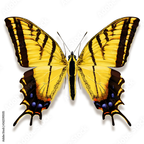 The two-tailed swallowtail illustration named Papilio multicaudata, with yellow wings with black tiger striping from Central America isolated on white