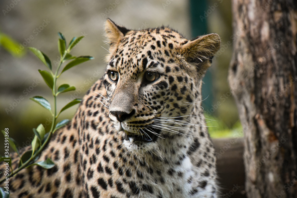 persian panther persian panther