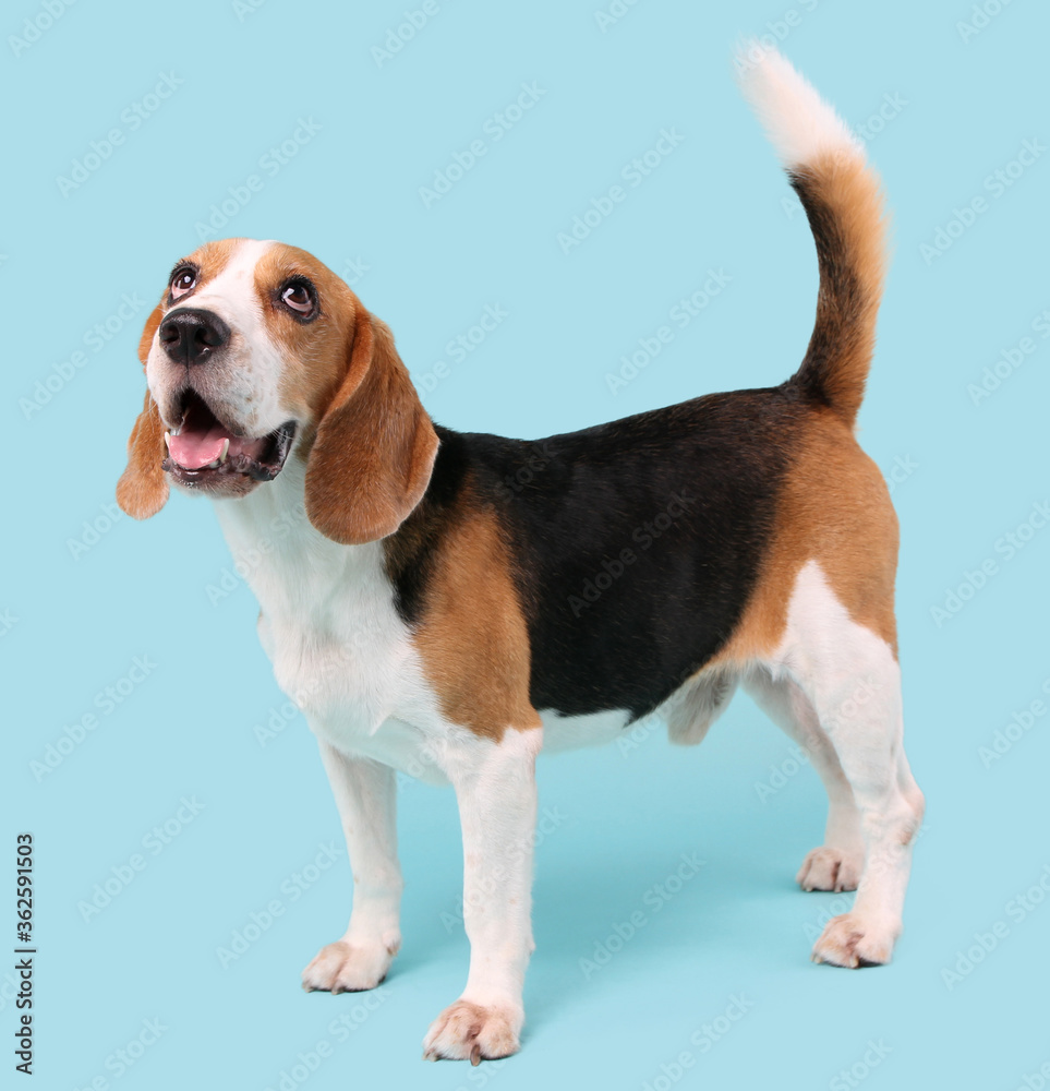 beagle dog on blue background in studio.