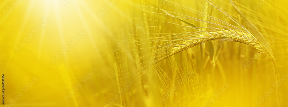Ears of wheat on sunny golden summer field - background