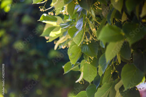 Aroma linden leaves and flowers. Fragrant herbal medicinal. Aromatherapy. Tree branches in park close-up. Garden gardening healthy