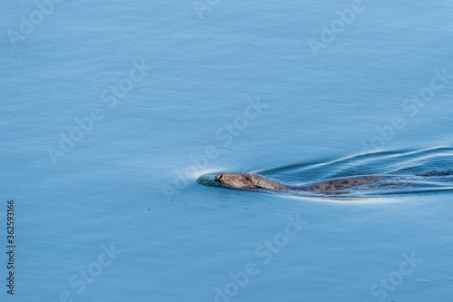 Gray seal with nostrils flared and eyes at half mast © Vinoverde