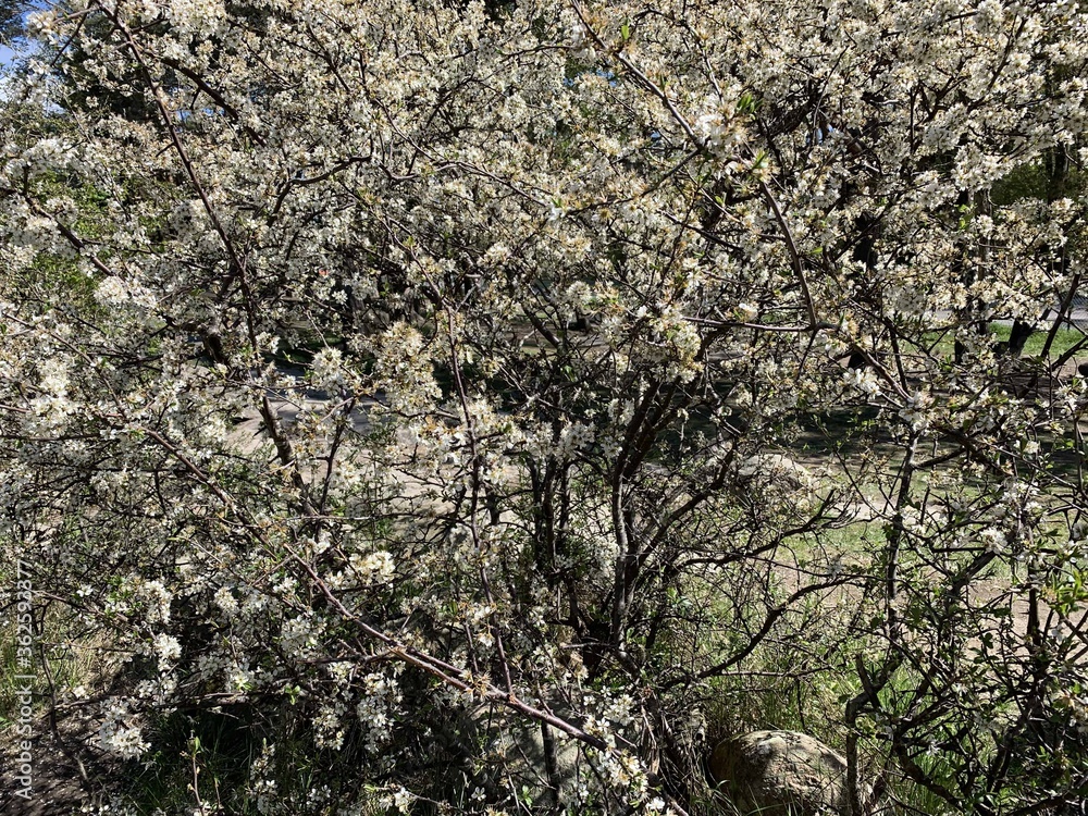 cherry blossom in spring cherry blossom in spring