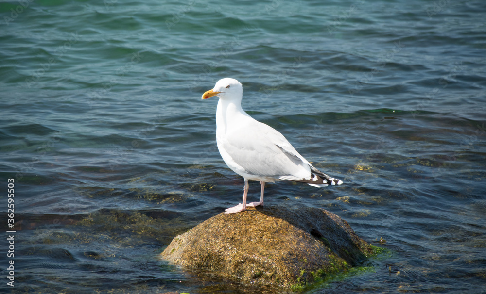 Möwe am Meer