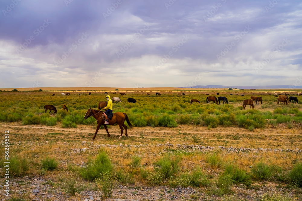 Herds of animals in the pasture. Storm clouds in the sky. Horses and cows graze in the steppe. Summer steppe landscape. Pasture. Meadow with green grass and flowers. Animal shepherd grazes. Herds of animals in the pasture. Storm clouds in the sky. Horses and cows graze in the steppe. Summer steppe landscape. Pasture. Meadow with green grass and flowers. Animal shepherd grazes.