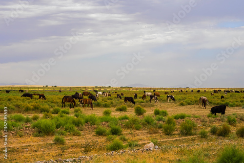Herds of animals in the pasture. Storm clouds in the sky. Horses and cows graze in the steppe. Summer steppe landscape. Pasture. Meadow with green grass and flowers. Animal shepherd grazes.