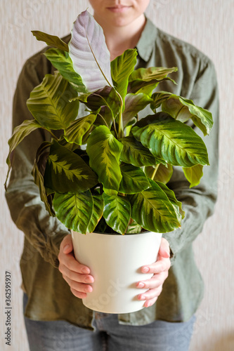 A young girl with dark hair in a green shirt holds in her hands a beautiful Calathea flower (Arrowroot Family) in a white pot. Home plants care concept. photo