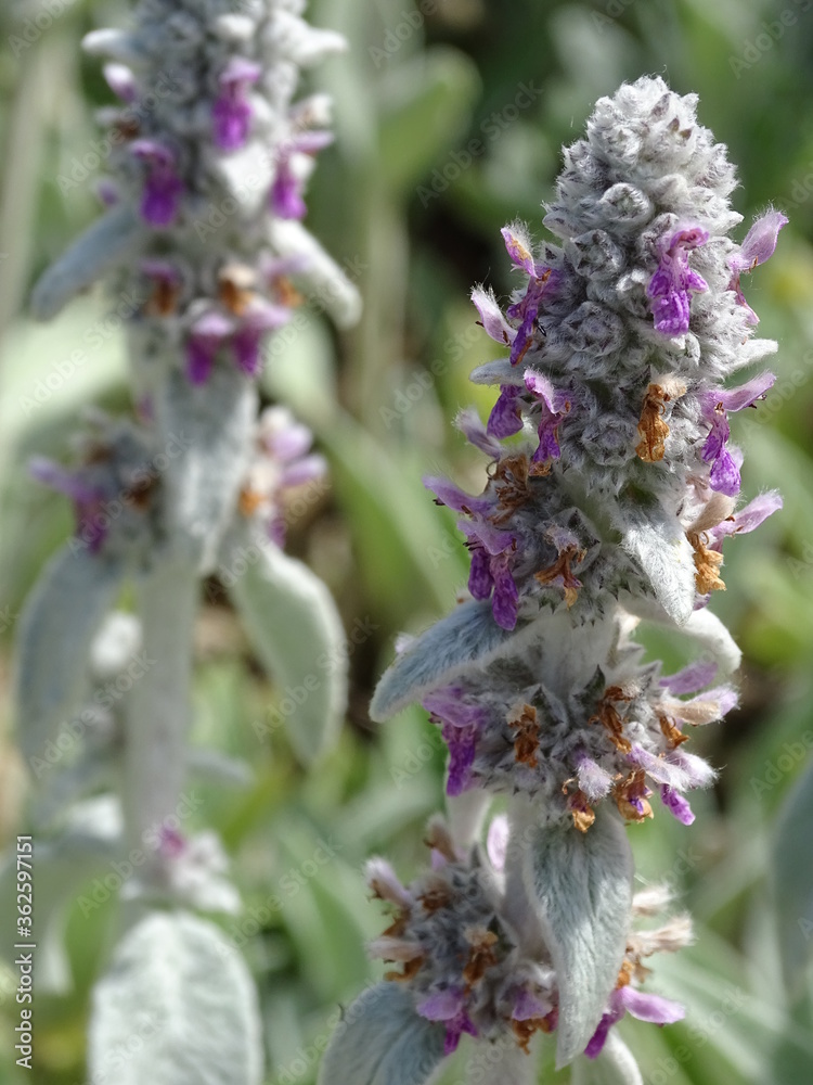 Closeup of lamb's ear flower stalk Closeup of lamb's ear flower stalk
