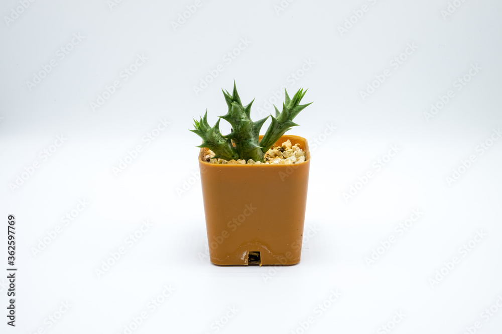 Fototapeta premium cactus in a pot