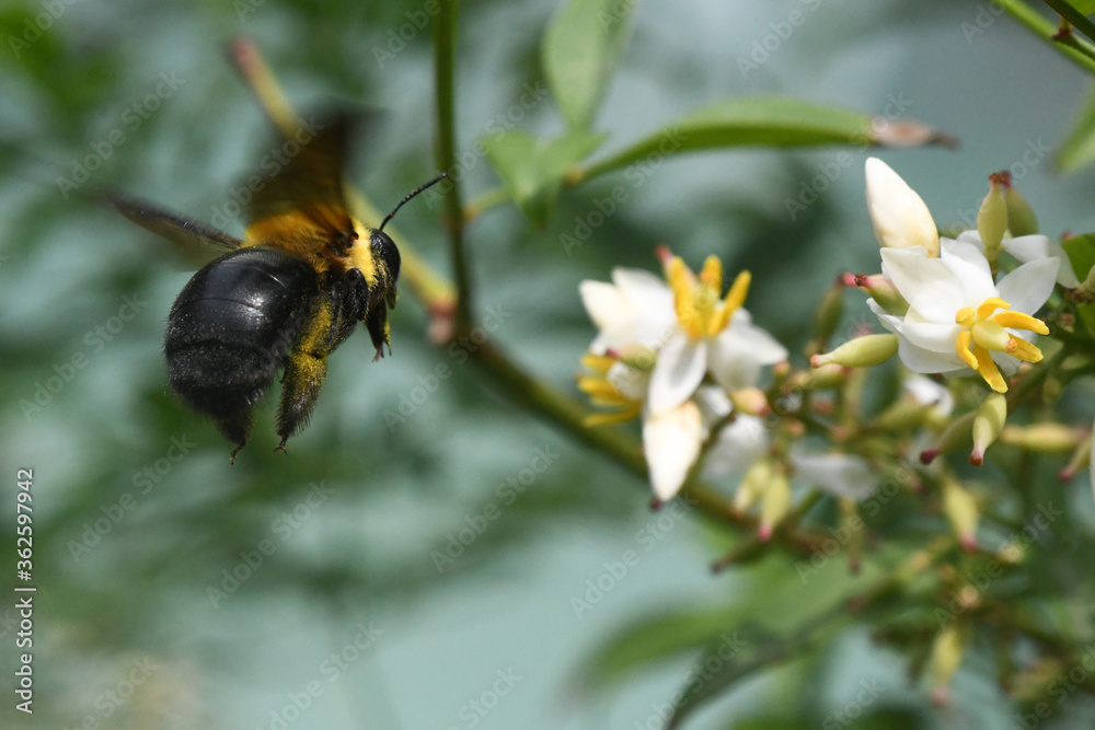 carpenter bee carpenter bee