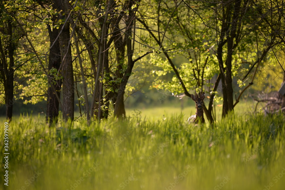 deer in the forest looking at the camera in spring season deer in the forest looking at the camera in spring season