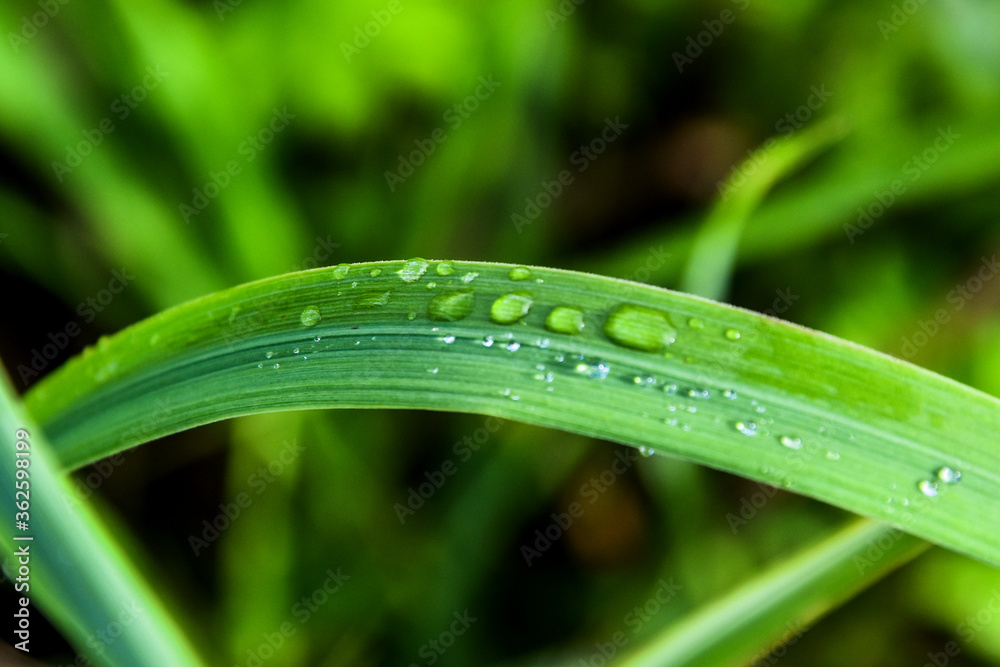 Vivid green grass after rain with crystal clear water drops on it. Vivid green grass after rain with crystal clear water drops on it.