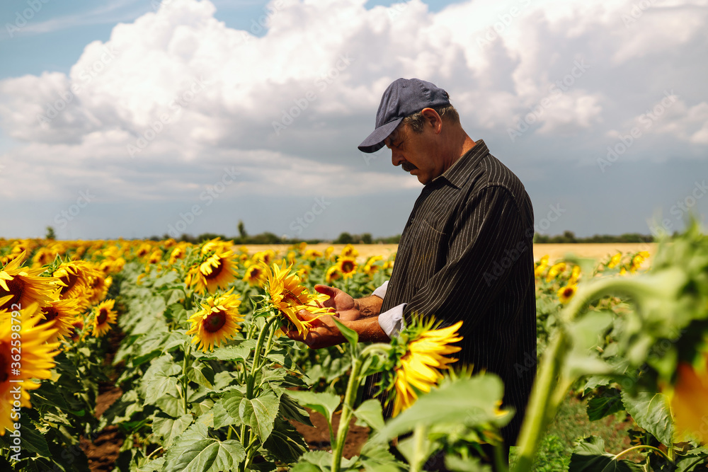 Farmer standing in the sunflower field, looking at sunflower seeds. Agriculture and harvesting concept.