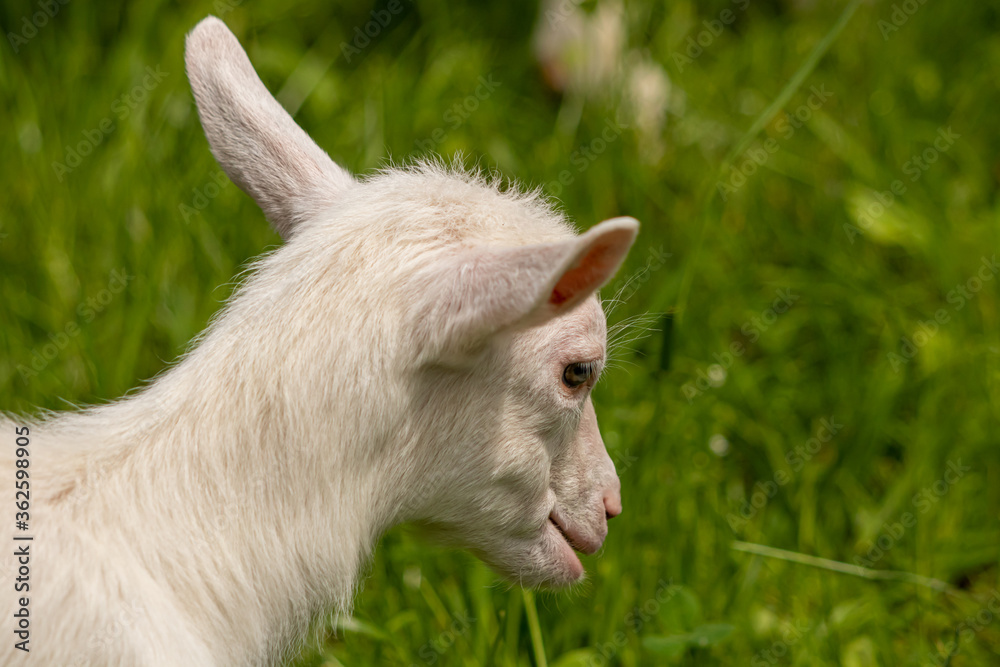 Pretty baby white domestic goat, close up Pretty baby white domestic goat, close up
