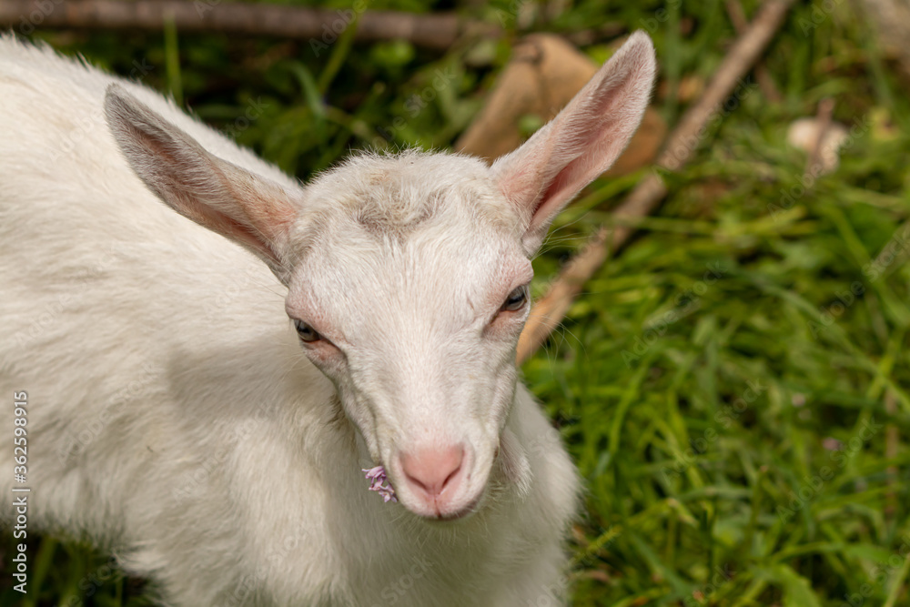 Baby white domestic goat in field, close up	