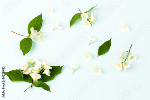 Blooming Jasmine flowers isolated on blue background, close up