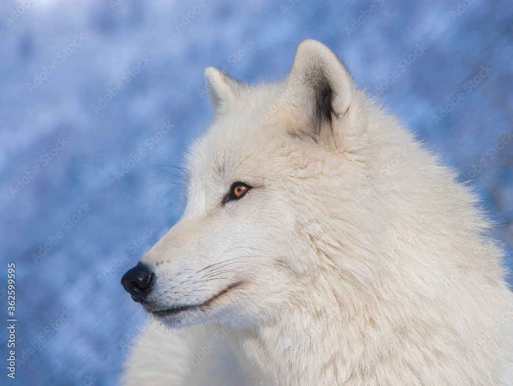 Portrait of a polar wolf on a blue background Portrait of a polar wolf on a blue background