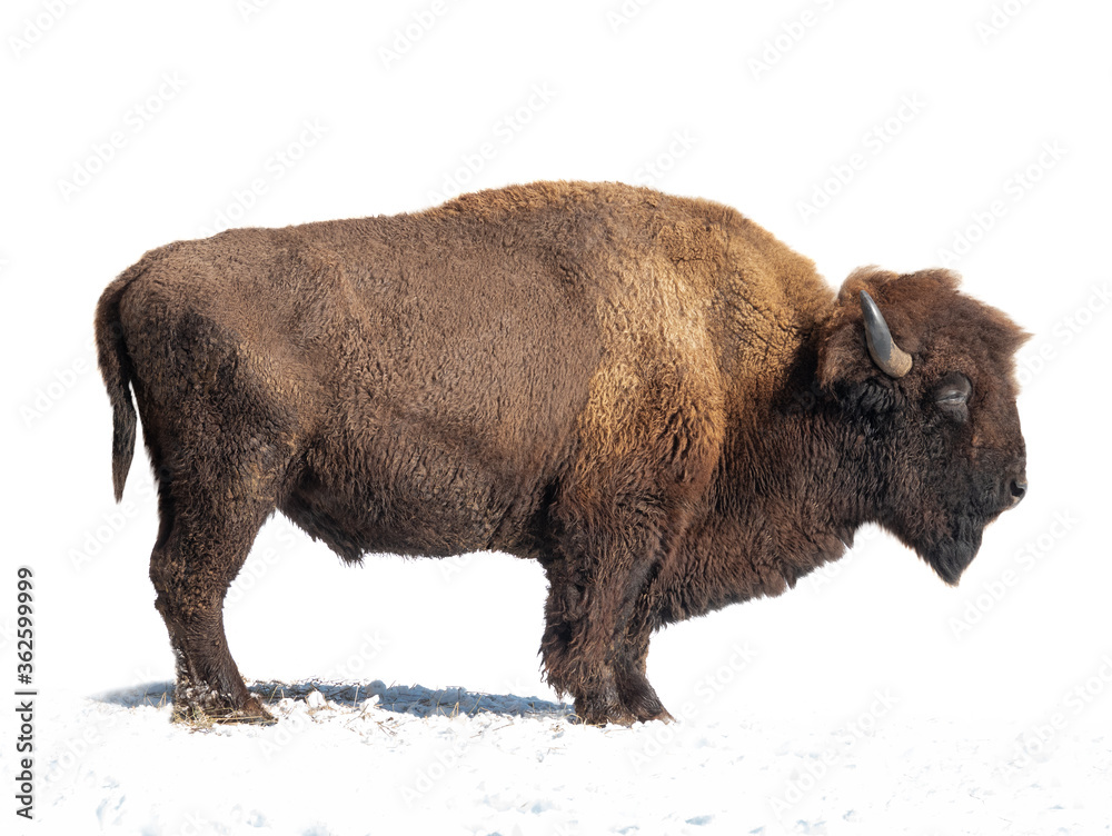 bison stands in the snow isolated on a white background. bison stands in the snow isolated on a white background.