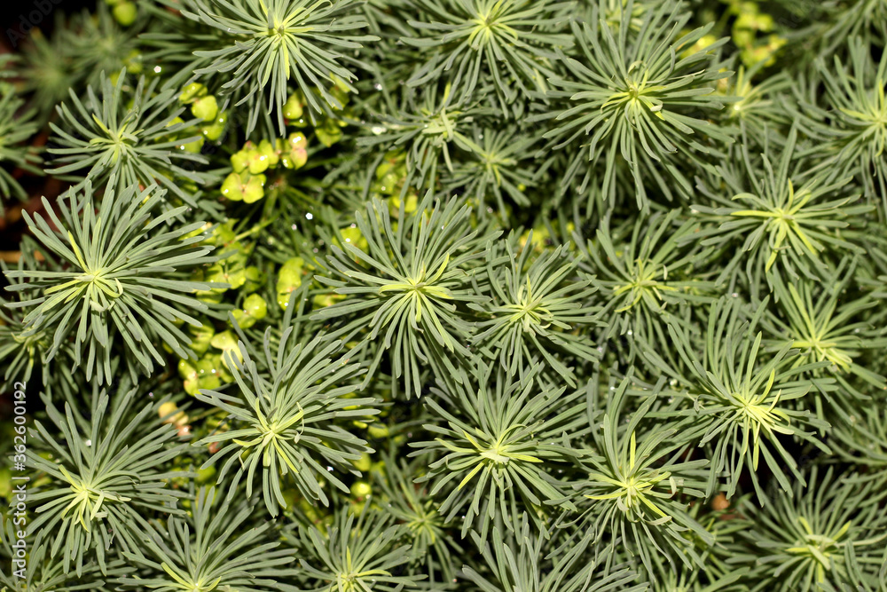 Background of green vegetation. The thin texture of the leaves. Background of green vegetation. The thin texture of the leaves.
