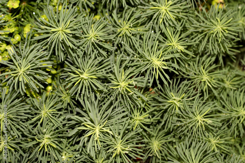 Background of green vegetation. The thin texture of the leaves. Background of green vegetation. The thin texture of the leaves.