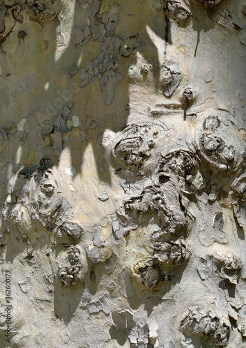 texture of the bark of a tree