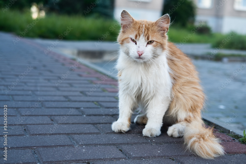 Stray cat looking at camera on the street Stray cat looking at camera on the street
