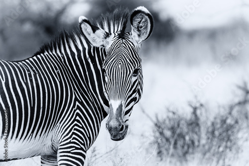 Grevy's Grevys Grévy's zebra close up portrait of head face, endangered wildlife in Samburu National Reserve, Kenya, Africa. Black and white monochrome, stripes pattern photo