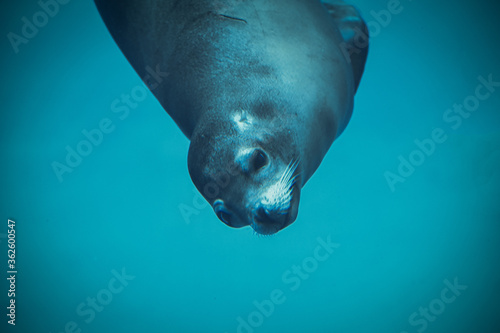 sea lion photo