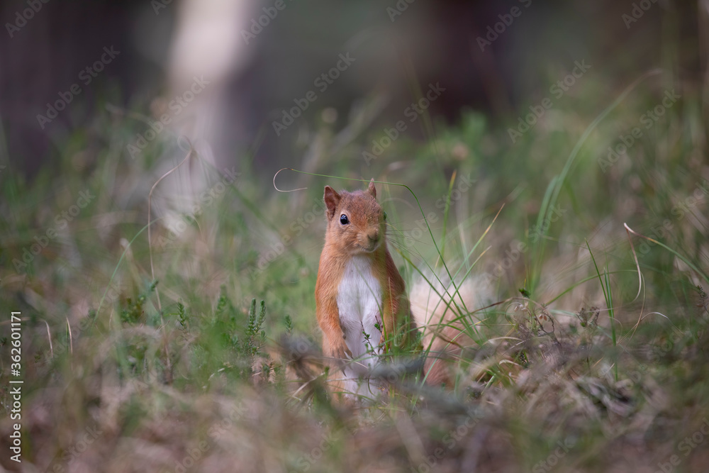 red squirrel, Sciurus vulgaris, close up standing up on forest floor surrounded by heather and grass during spring in scotland.