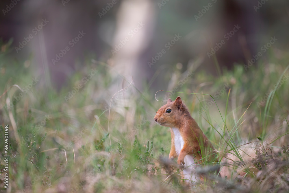 red squirrel, Sciurus vulgaris, close up standing up on forest floor surrounded by heather and grass during spring in scotland.