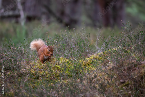 Obraz na płótnie red squirrel, Sciurus vulgaris, very near standing up on forest floor surrounded by heather and grass during spring in scotland. w salonie
