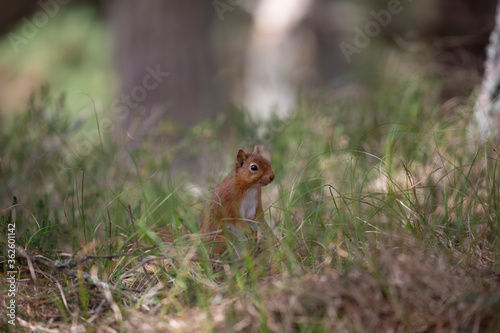 Obraz na płótnie red squirrel, Sciurus vulgaris, close up standing up on forest floor surrounded by heather and grass during spring in scotland. w salonie