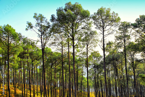 Beautiful view of pine forest at himalaya range, Almora, Ranikhet, Uttarakhand, India. photo